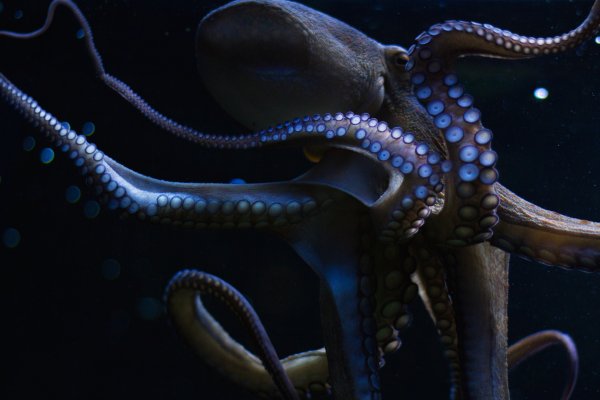 Kraken tor ссылка kraken014 com